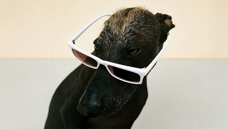 Companion Mood : 스타일 그 이상의 교감